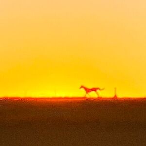 Meet your Posher, Linden